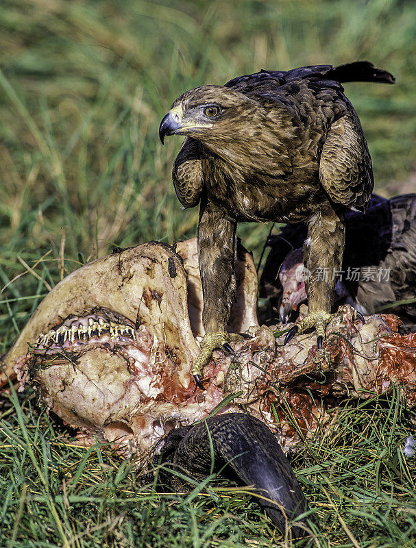 黄鹰(Aquila rapax)是一种大型猛禽。像所有的鹰一样，它属于鹰科。它的腿上有厚厚的羽毛，说明它是鹰嘴鸟亚科的一员。肯尼亚马赛马拉国家保护区。吃东西。